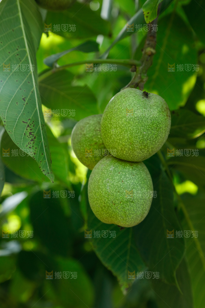 树上的新鲜青核桃