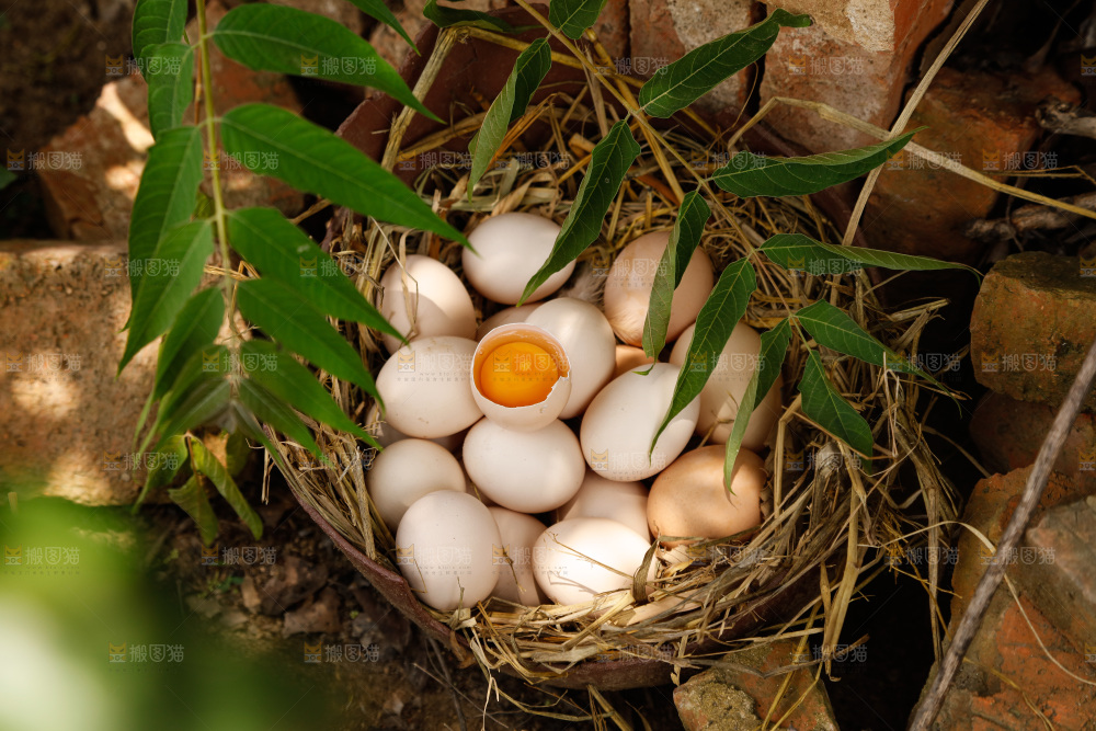 地上放着新鲜土鸡蛋