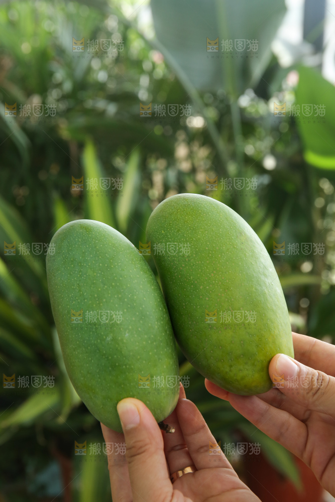 手里拿着椰香芒