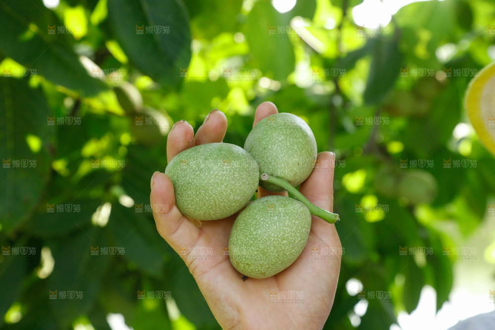 手里拿着青核桃