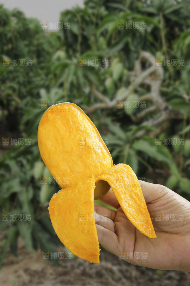 手里拿着椰香芒