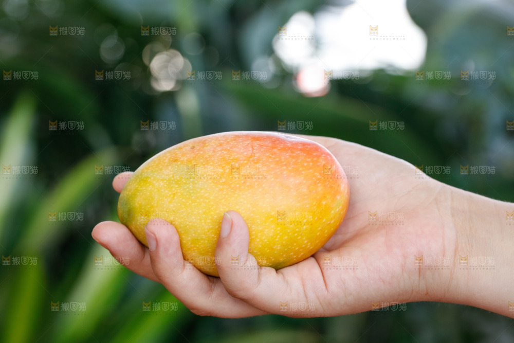 手里拿着贵妃芒