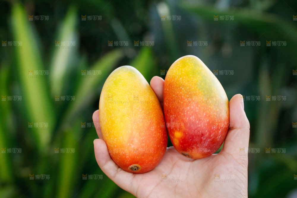 手里拿着贵妃芒