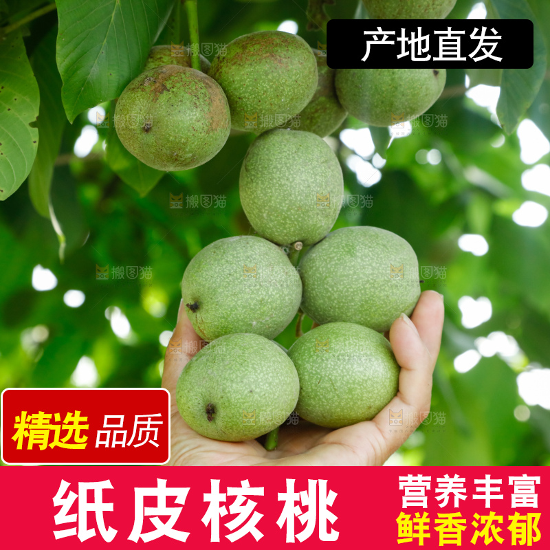 手里拿着青核桃