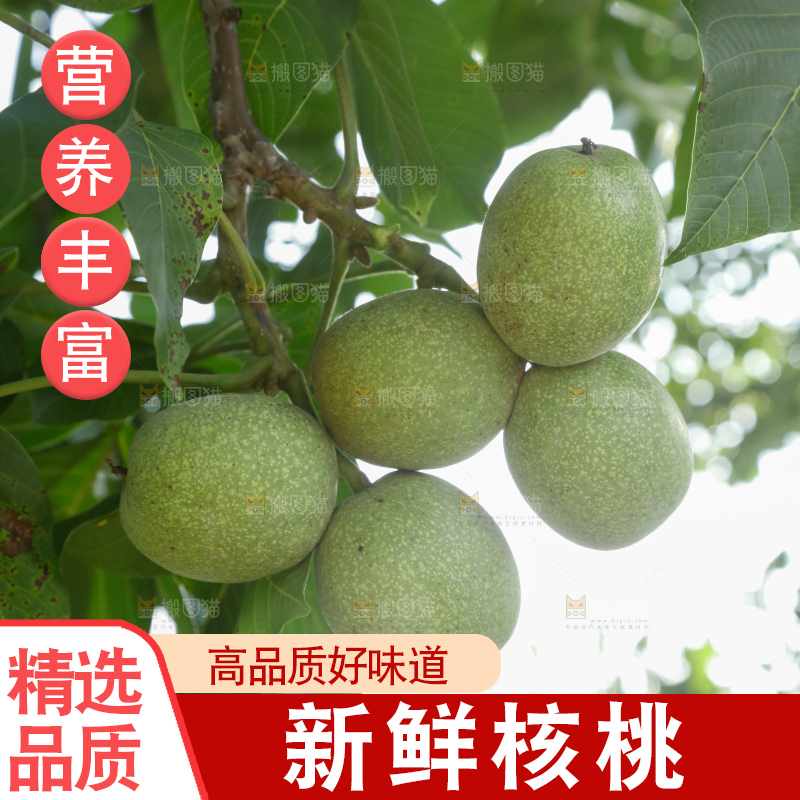 树上的新鲜青核桃