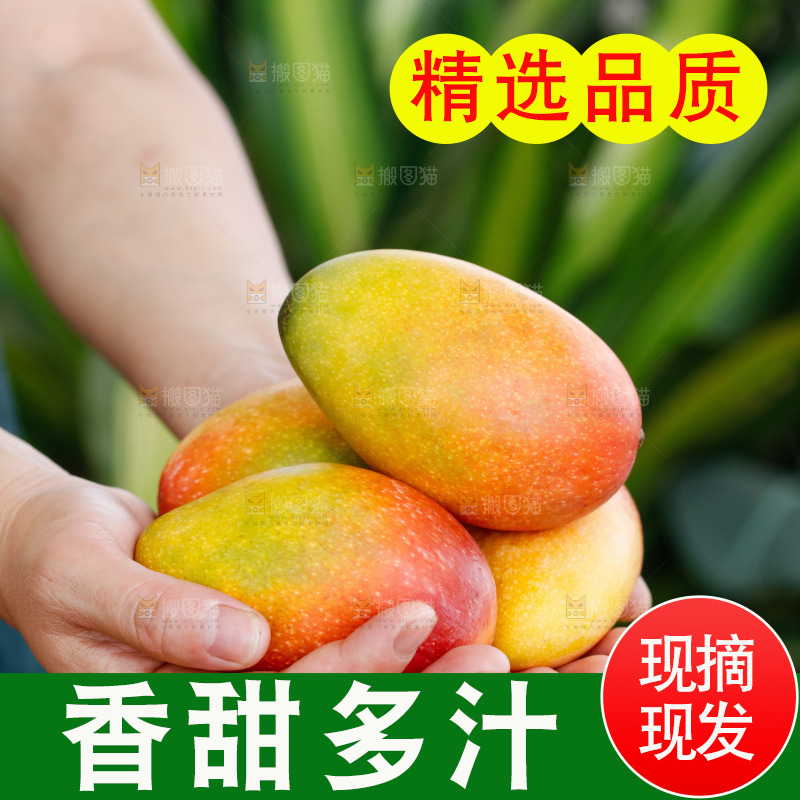 手里拿着贵妃芒