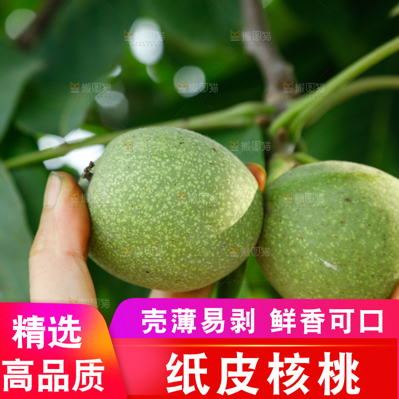 手里拿着青核桃