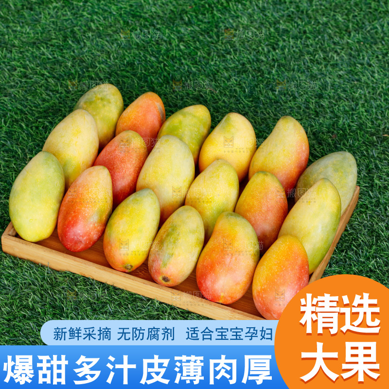 深底上的贵妃芒