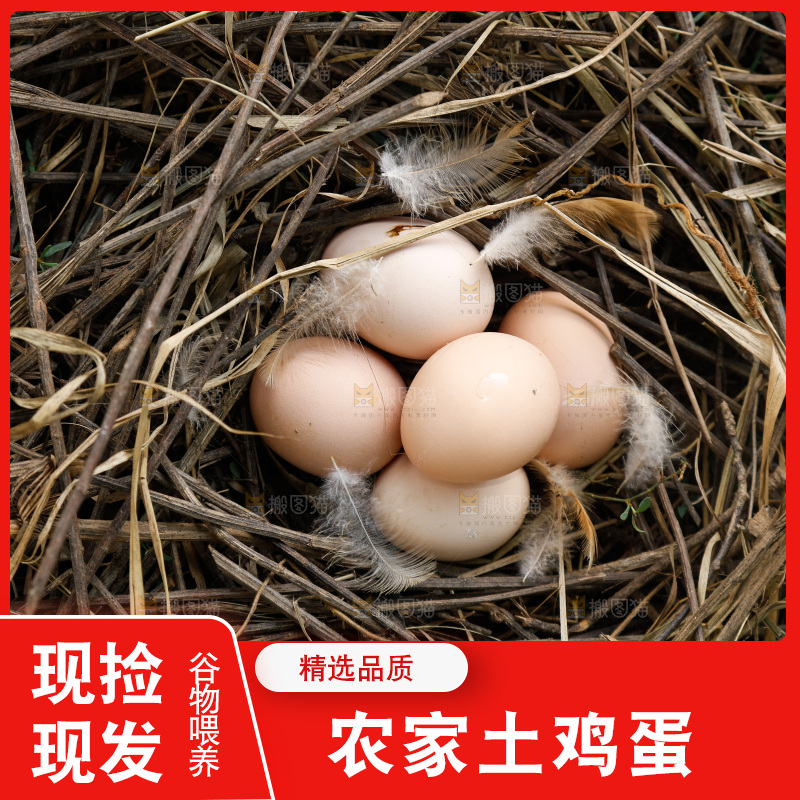地上放着新鲜土鸡蛋