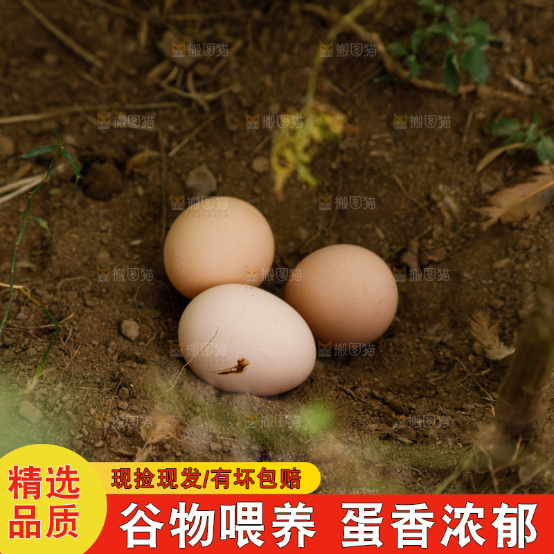 地上放着新鲜土鸡蛋