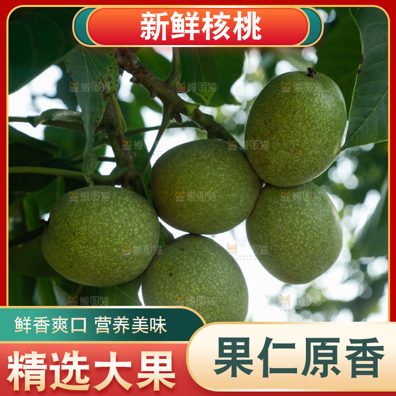 树上的新鲜青核桃