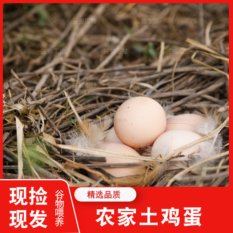 地上放着新鲜土鸡蛋