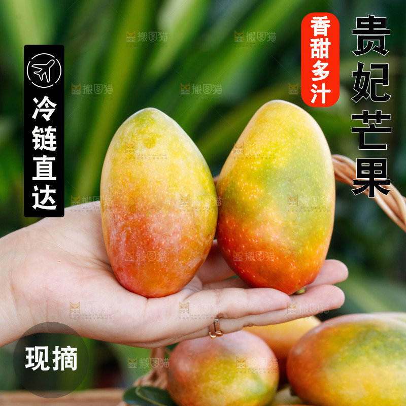 手里拿着贵妃芒