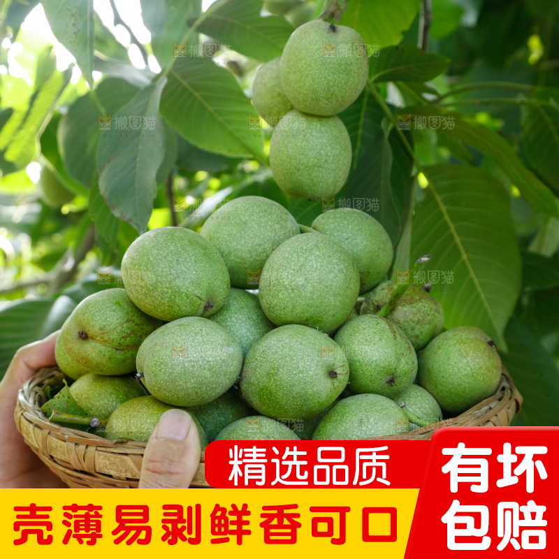 手里拿着青核桃