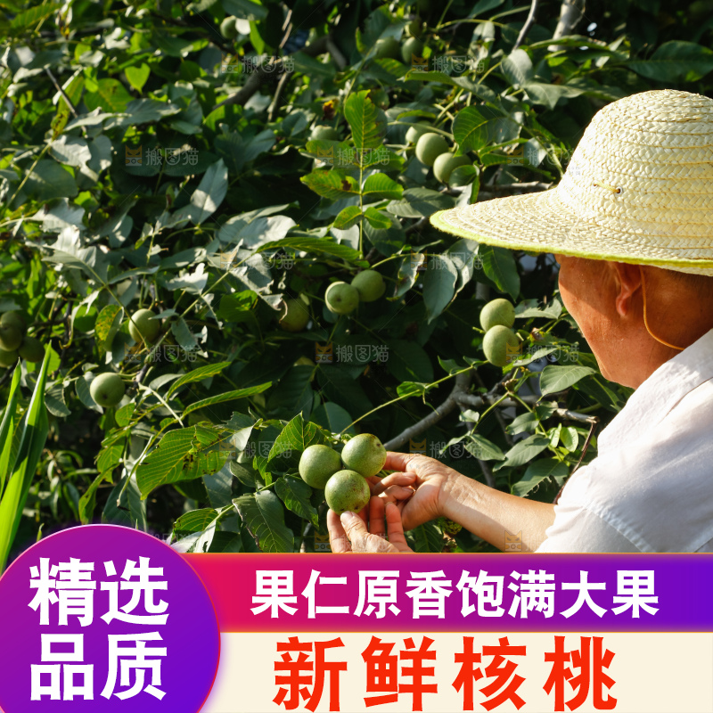 手里拿着青核桃