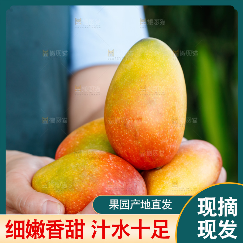 手里拿着贵妃芒