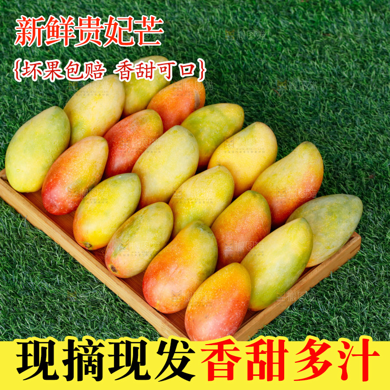 深底上的贵妃芒