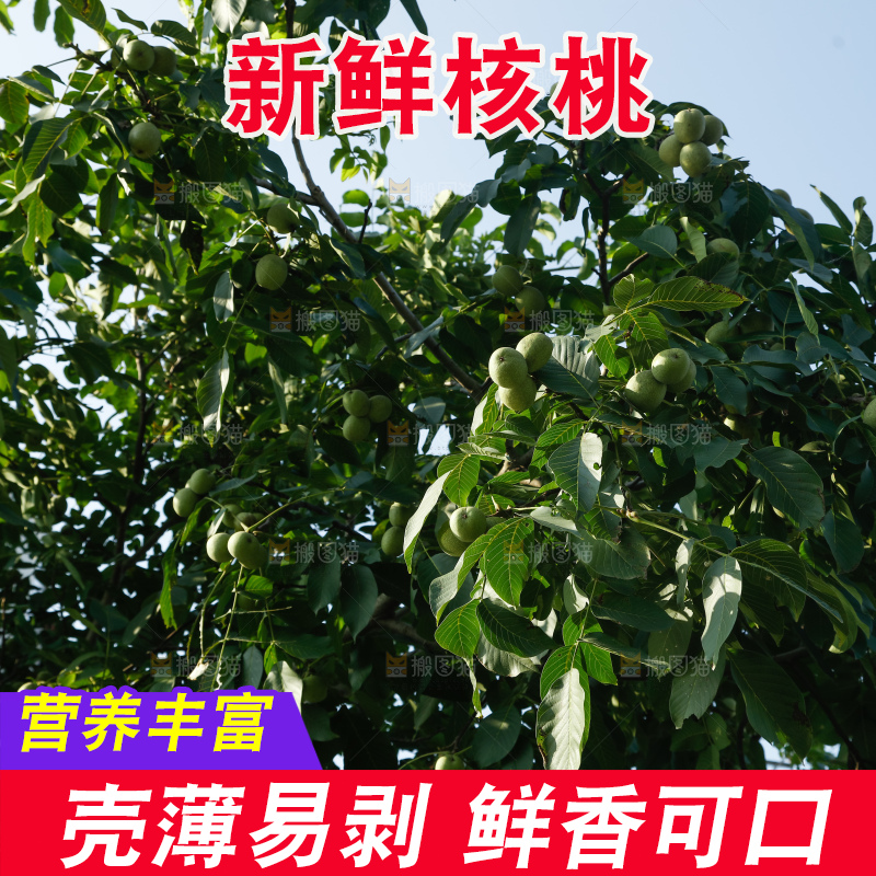 树上的新鲜青核桃