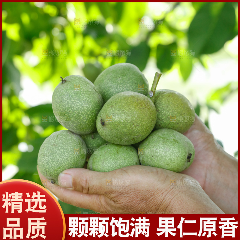 手里拿着青核桃