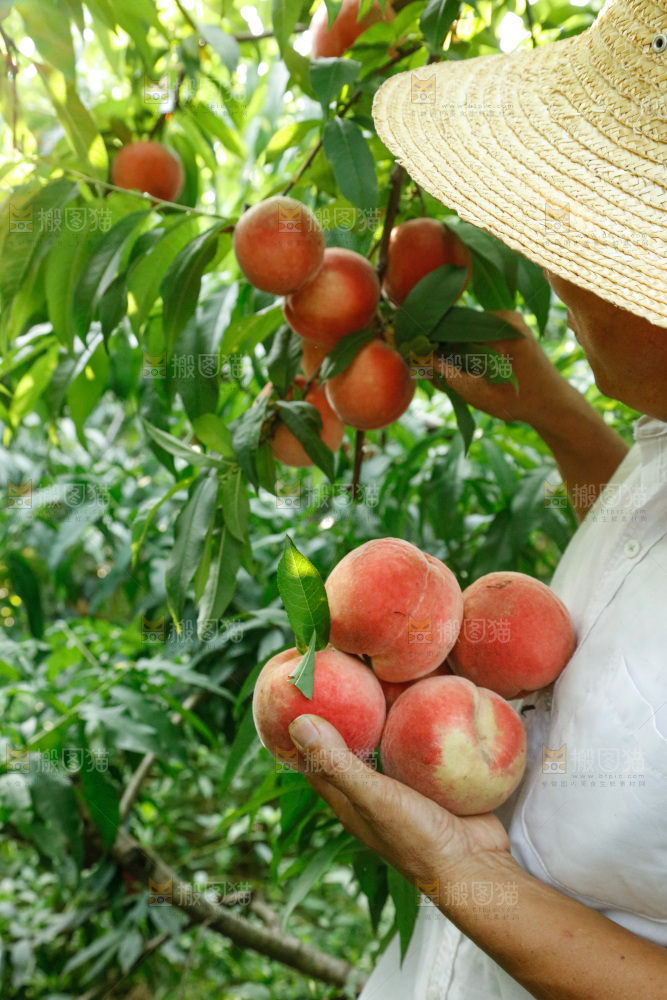 手里拿着苹果桃