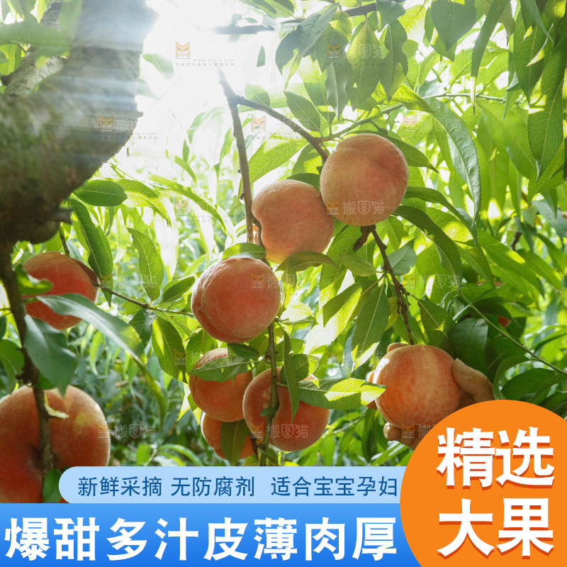 树上的新鲜脆桃
