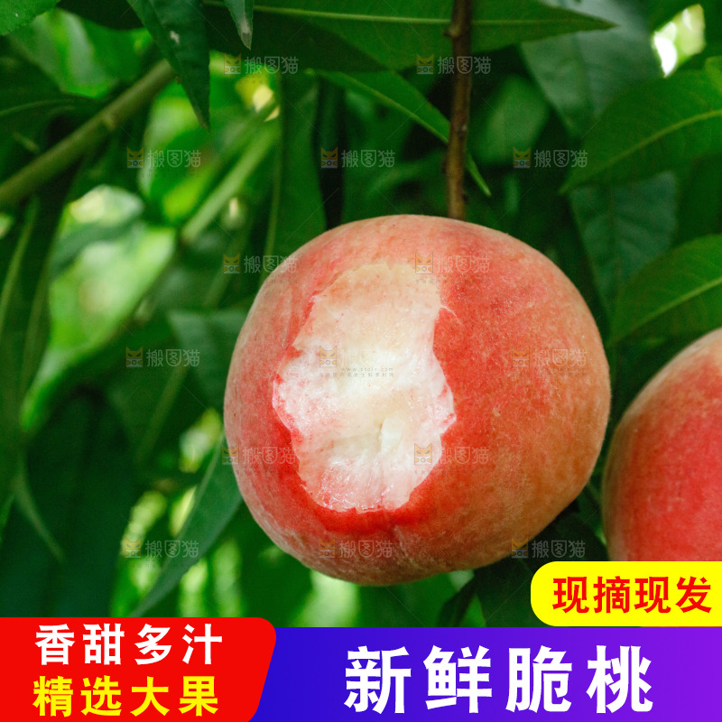 树上的新鲜脆桃