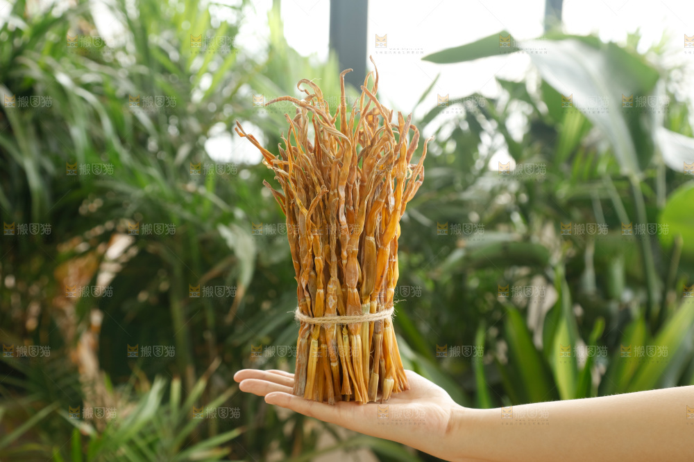 手里拿着小笋干