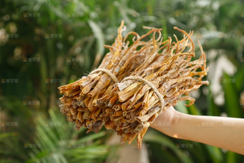 手里拿着小笋干