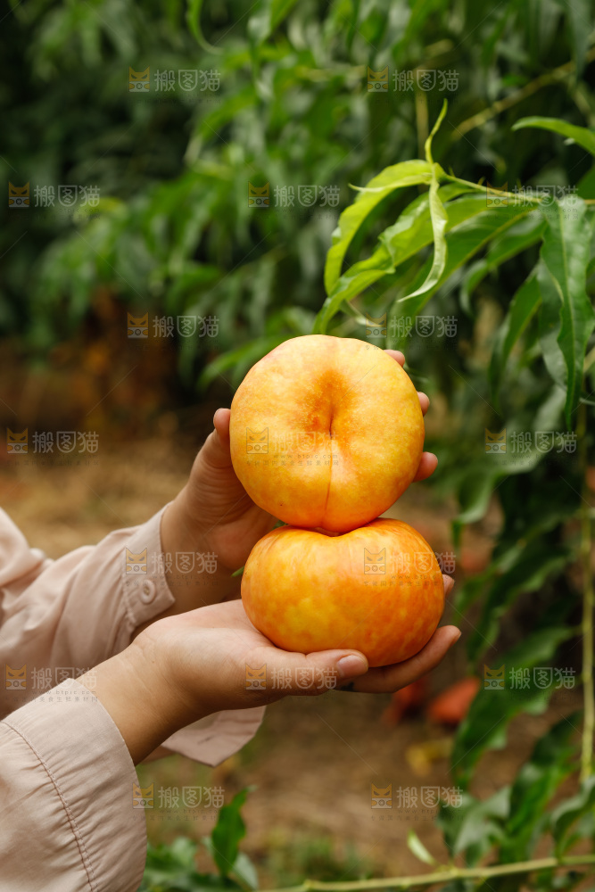 手里拿着黄油蟠桃