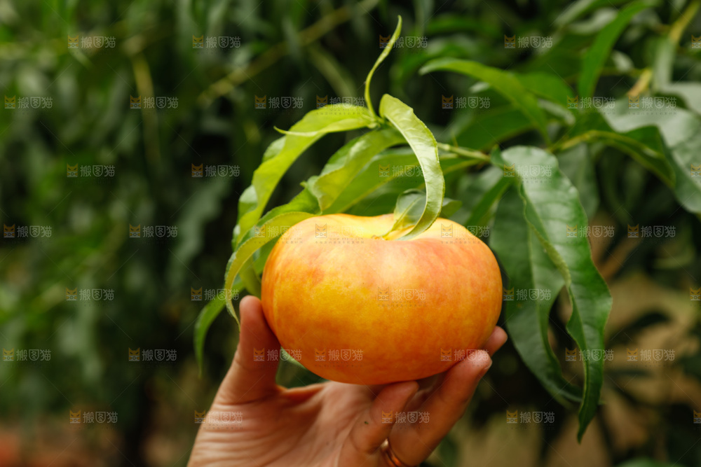 手里拿着黄油蟠桃