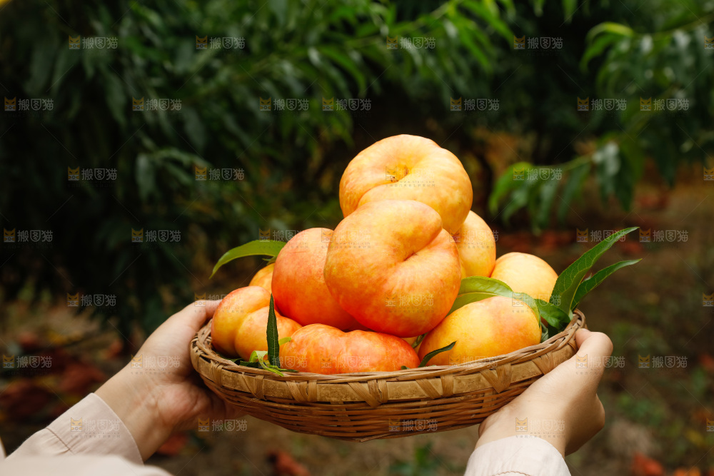 手里拿着黄油蟠桃