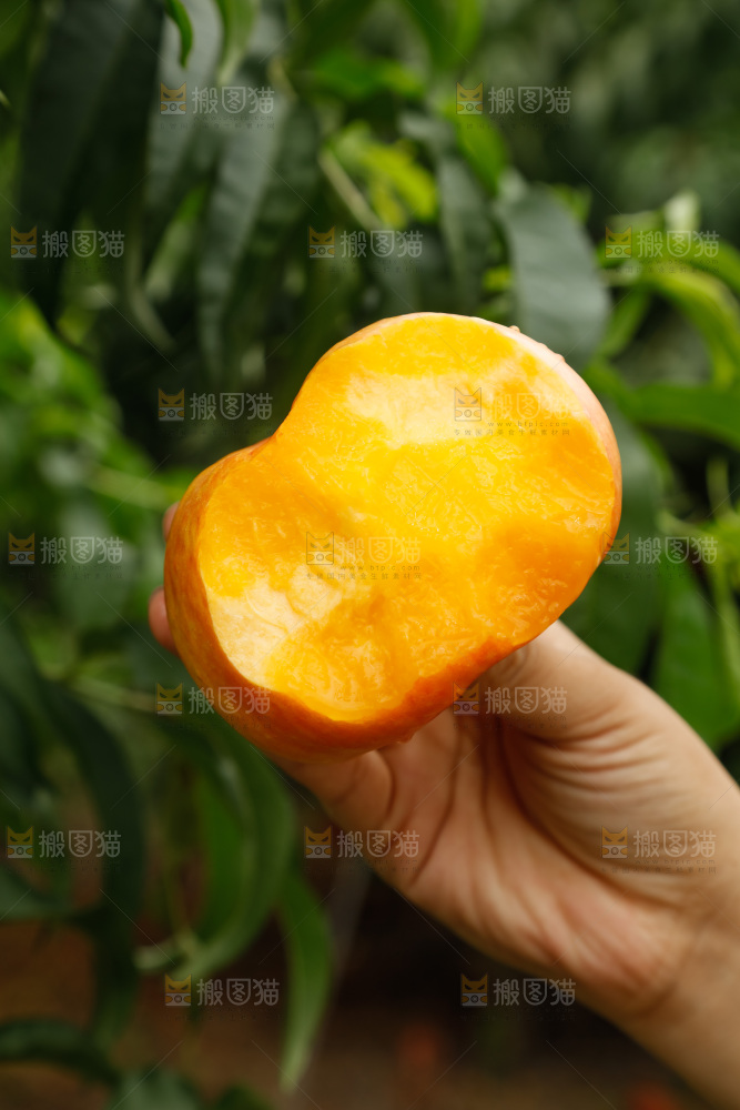 手里拿着黄油蟠桃