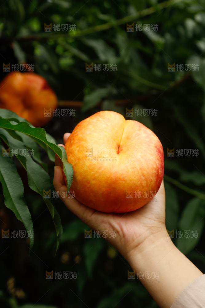 手里拿着黄油蟠桃
