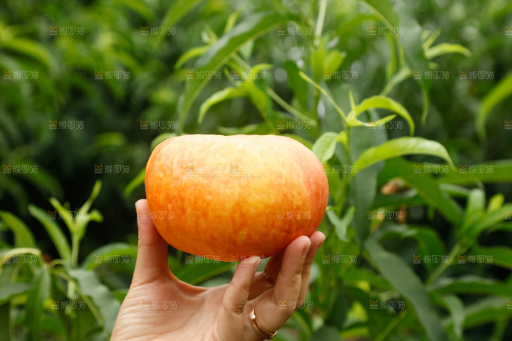 手里拿着黄油蟠桃