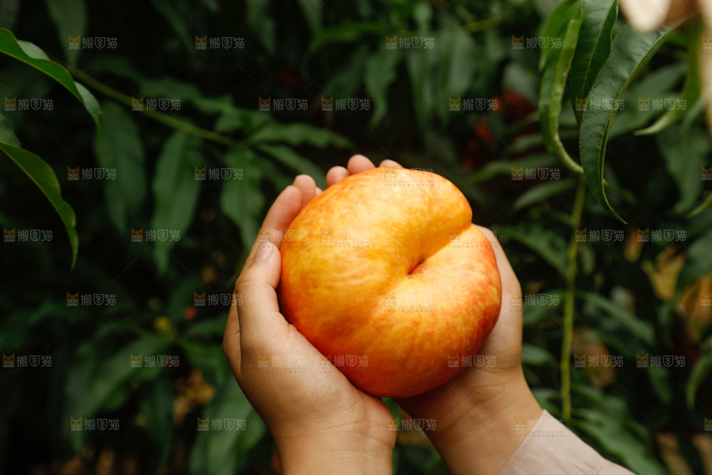 手里拿着黄油蟠桃