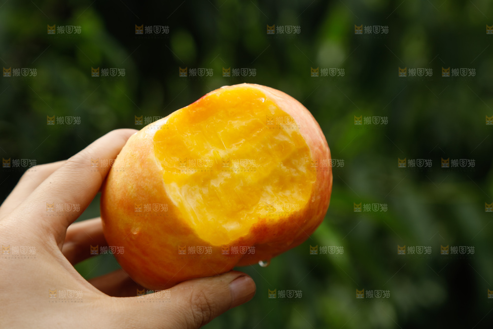 手里拿着黄油蟠桃