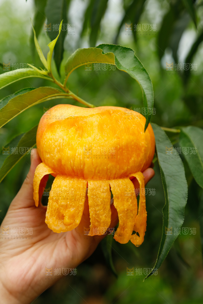 手里拿着黄油蟠桃