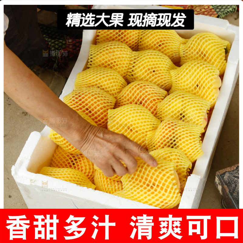 堆放着的黄蟠桃