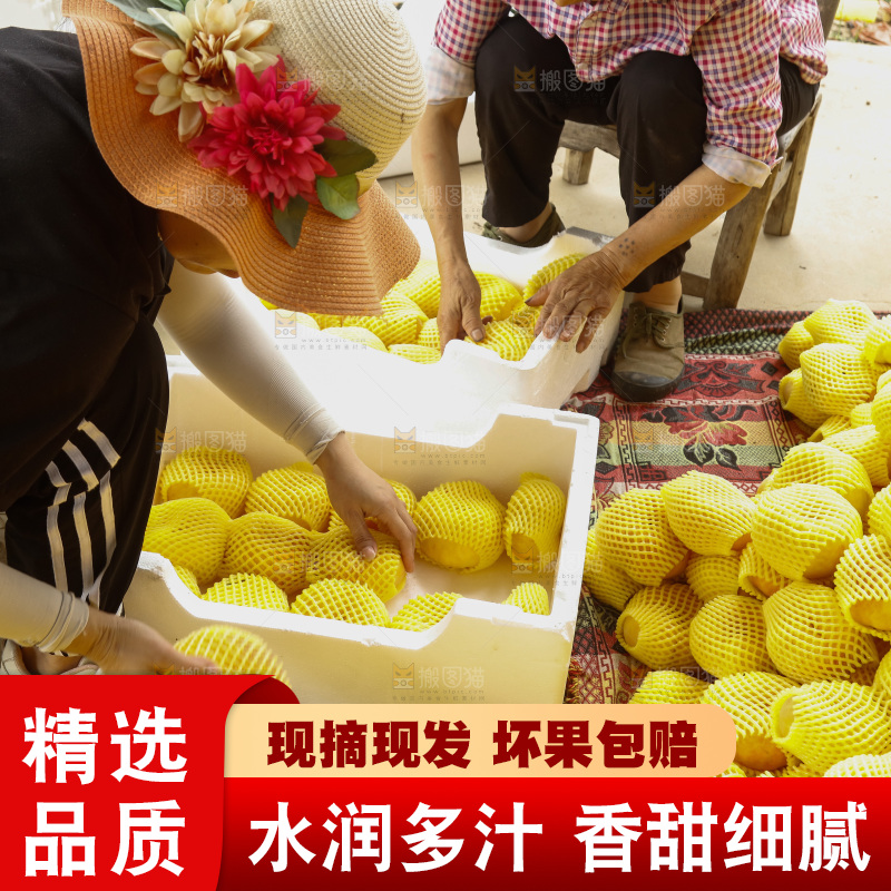 堆放着的黄蟠桃