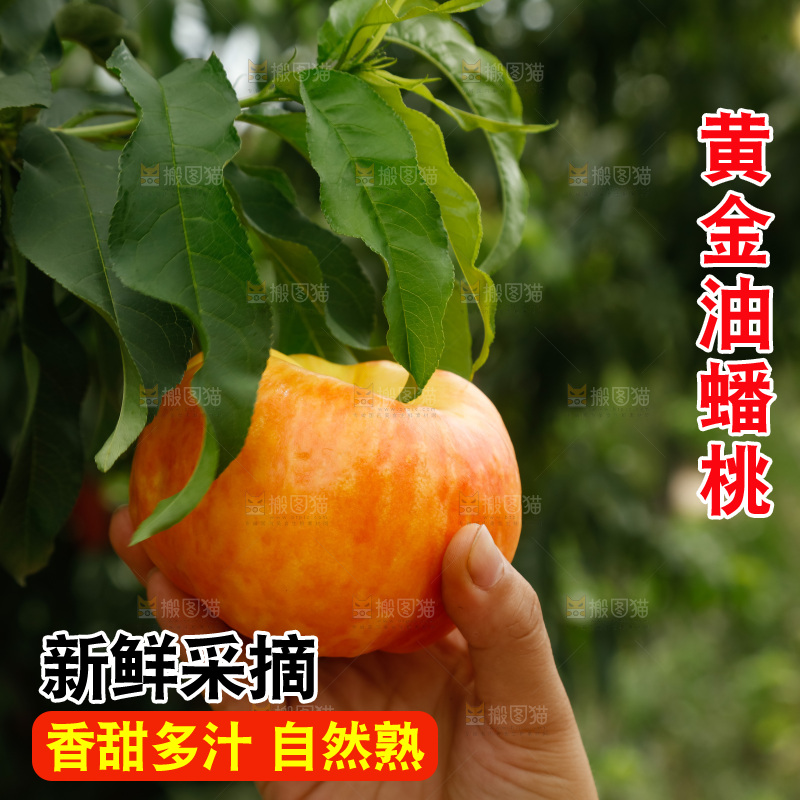 手里拿着黄油蟠桃