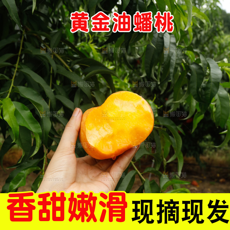 手里拿着黄油蟠桃