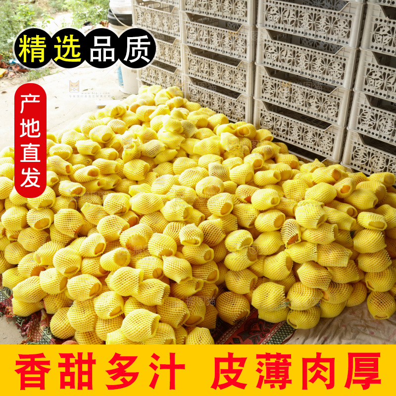 堆放着的黄蟠桃