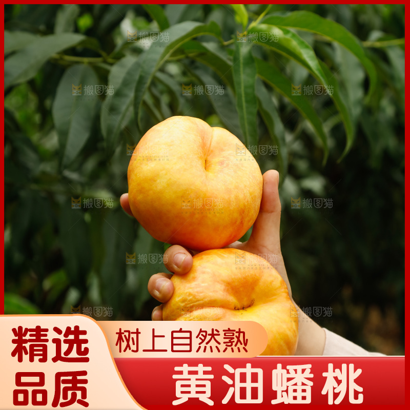 手里拿着黄油蟠桃