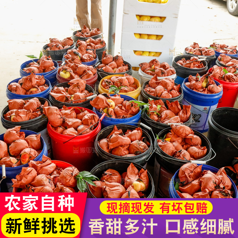 堆放着的黄蟠桃