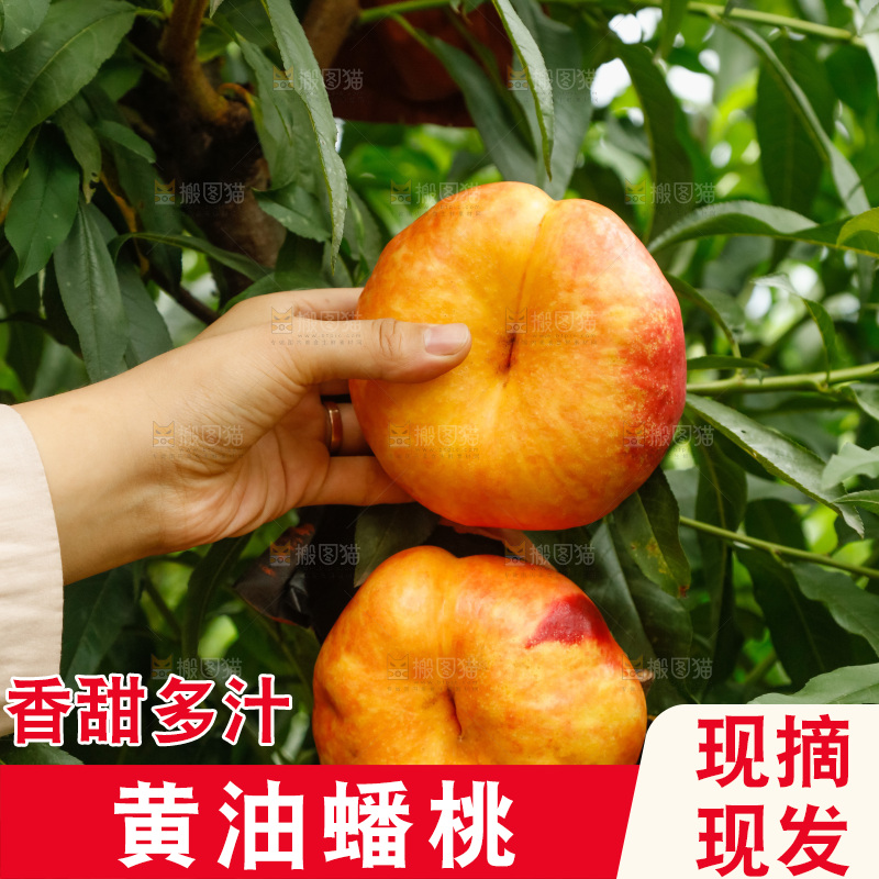 手里拿着黄油蟠桃