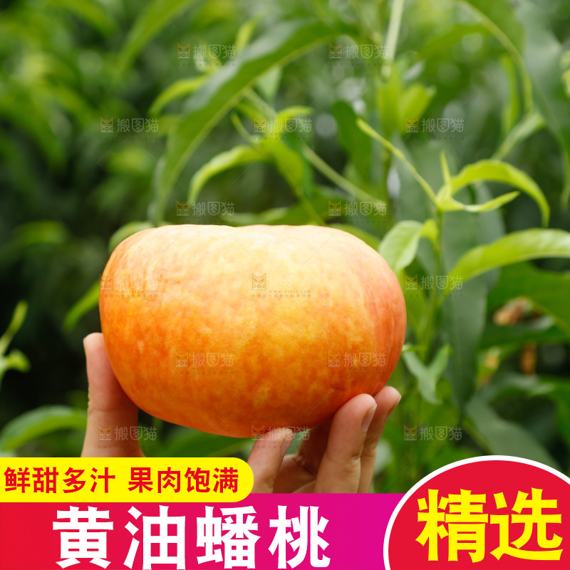 手里拿着黄油蟠桃