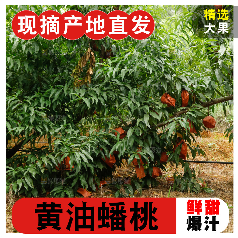 堆放着的黄蟠桃