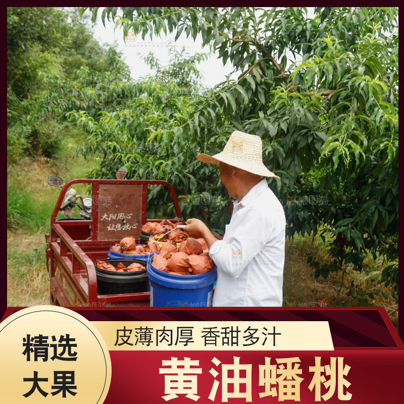 堆放着的黄蟠桃
