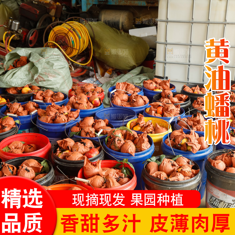堆放着的黄蟠桃