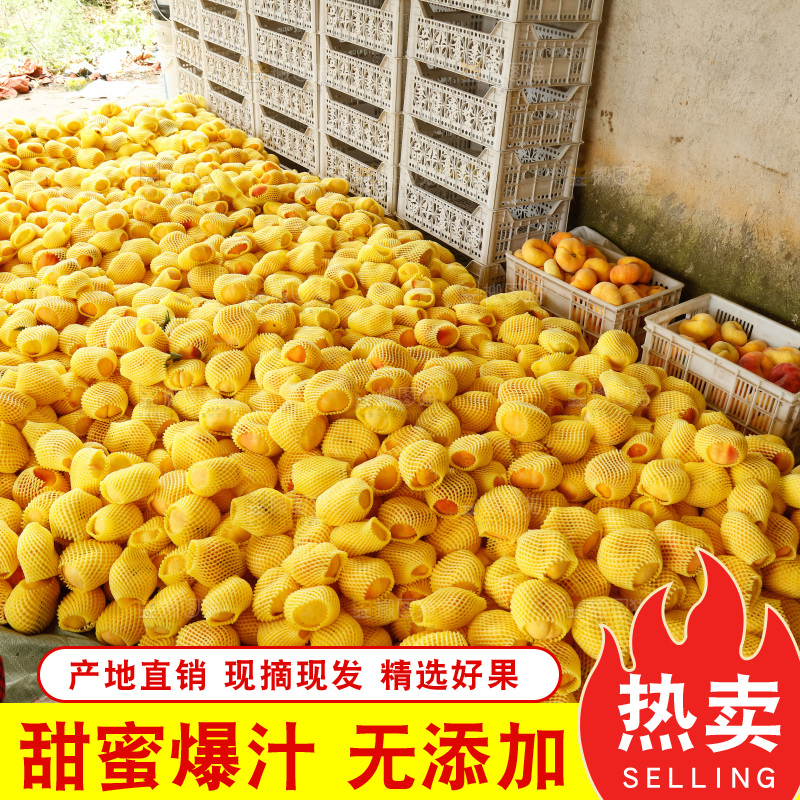 堆放着的黄蟠桃
